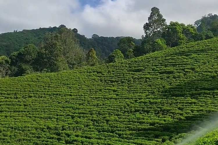 Air terjun sirah kencong