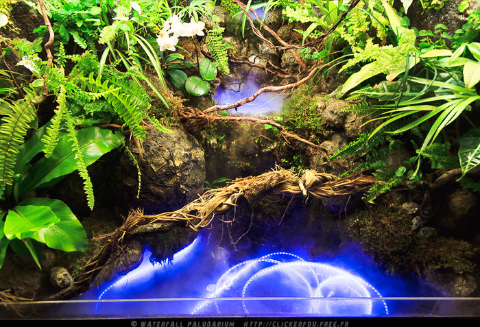 Paludarium waterfall jungle spirit miniscaping 1149