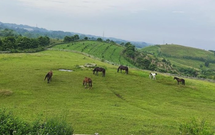 Lembah Purba Sukabumi Sejarah, Keanekaragaman Hayati, dan Potensinya